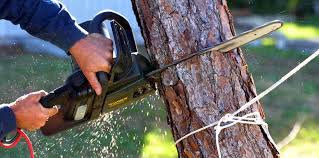 Best Commercial Tree Services  in Blackhawk, CA