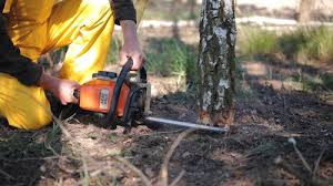 Leaf Removal in Blackhawk, CA