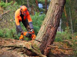 Best Lot and Land Clearing  in Blackhawk, CA