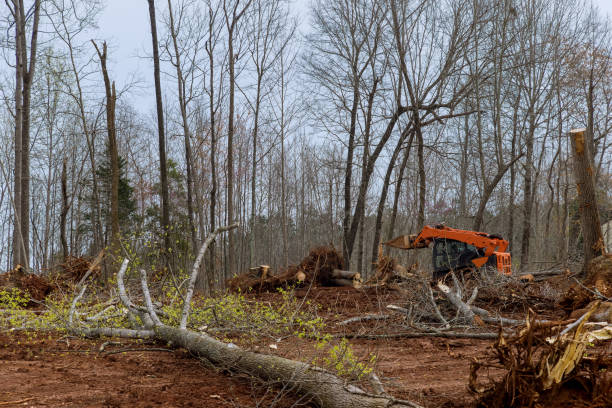 Best Hazardous Tree Removal  in Blackhawk, CA