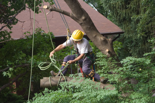 Seasonal Cleanup (Spring/Fall) in Blackhawk, CA