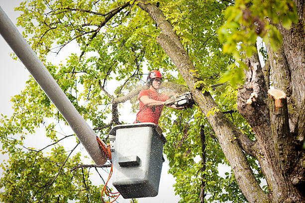 Best Fruit Tree Pruning  in Blackhawk, CA