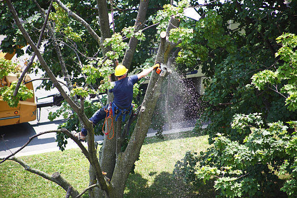 Best Stump Grinding and Removal  in Blackhawk, CA