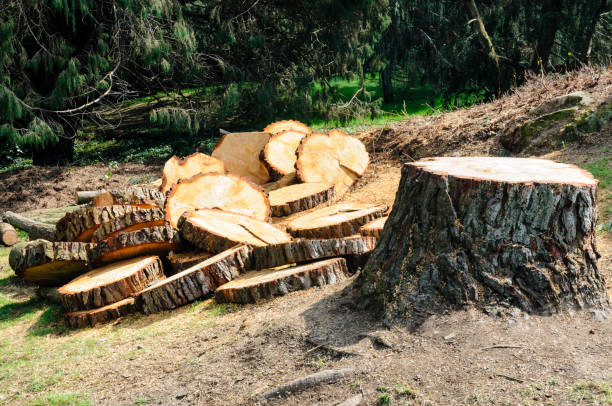 Best Firewood Processing and Delivery  in Blackhawk, CA